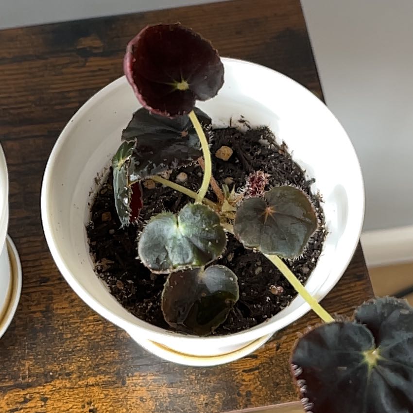 Photo of the plant species Radiator Plant 'Quito' by @LordBarrenbrome named Cleopatra on Greg, the plant care app
