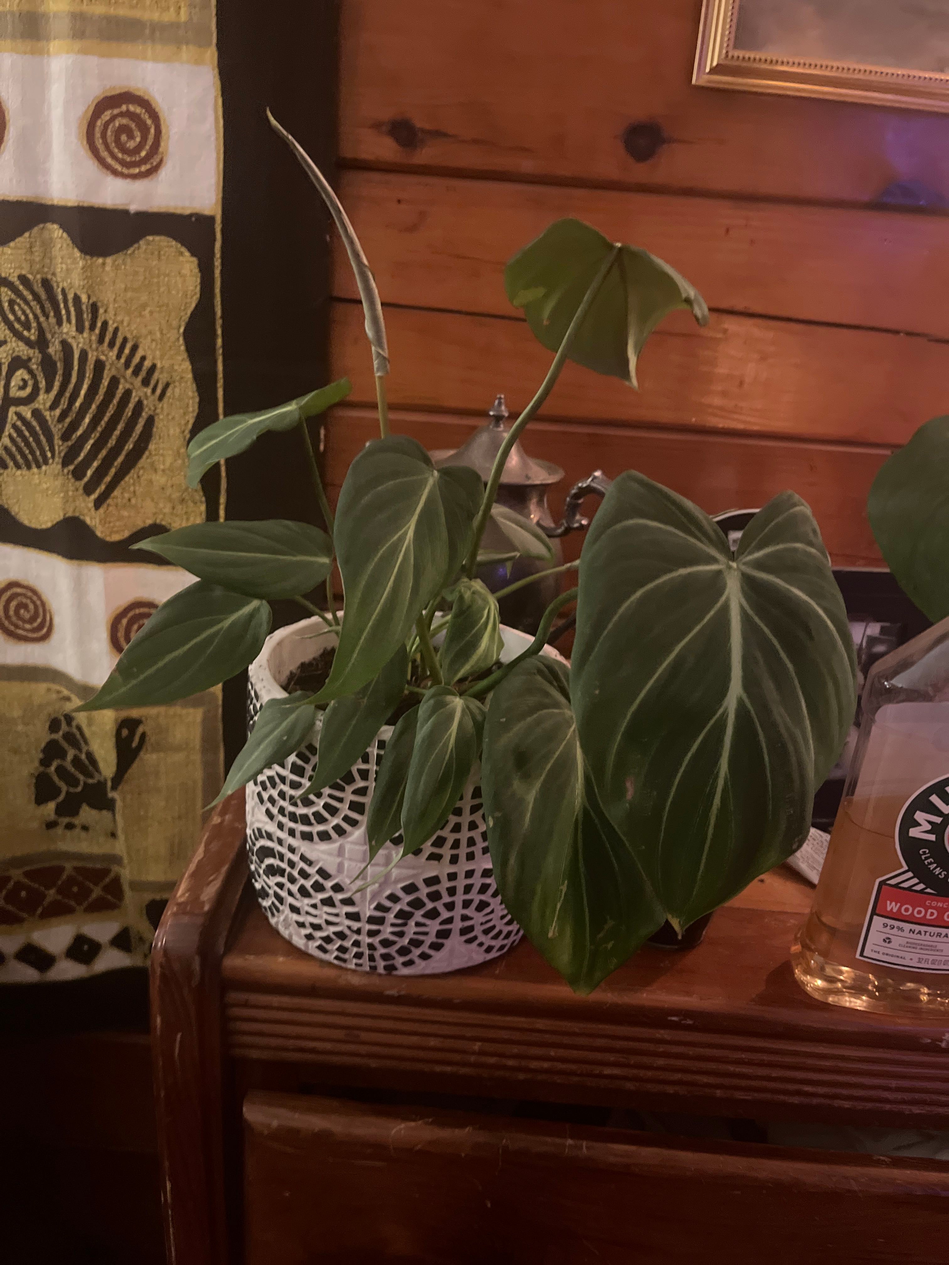 Best Size and Type of Pot for Philodendron 'Green Fat Boy' 🪴