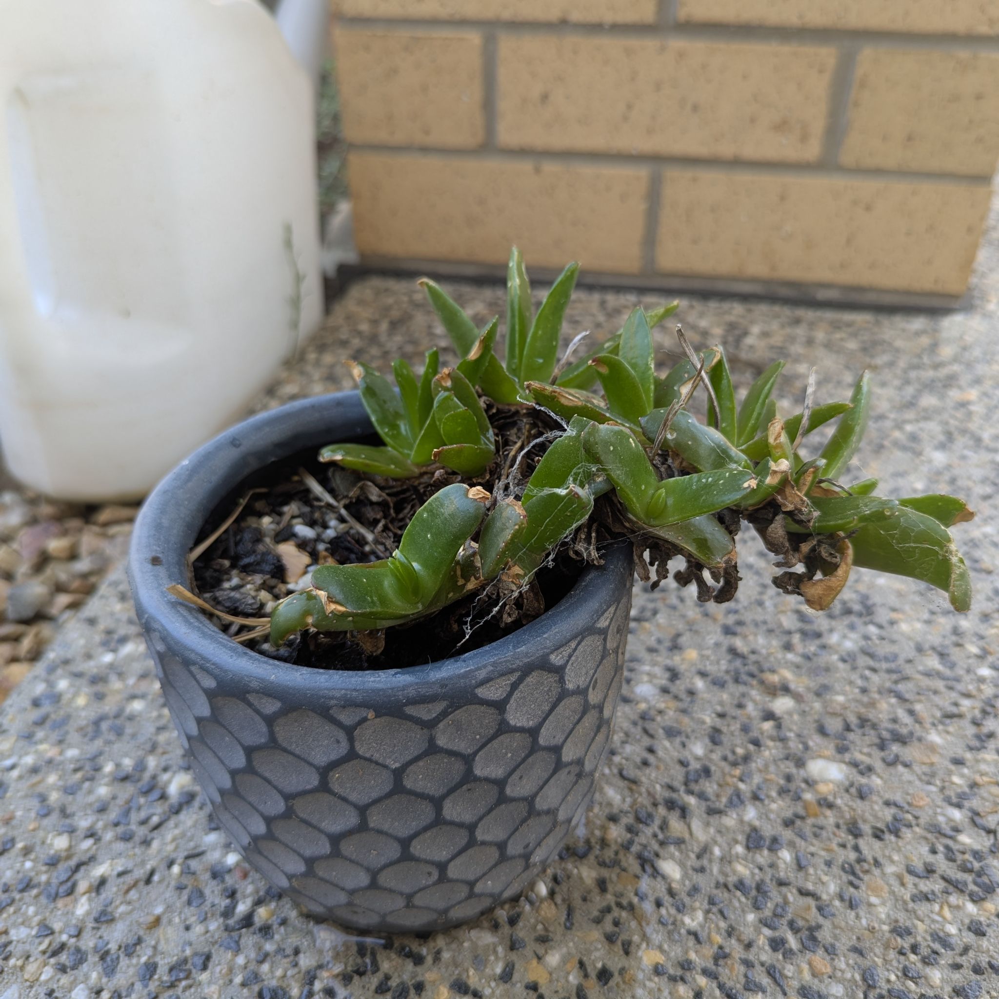Photo of the plant species Tongue Leaf Plant by @FabMunsonsgrape named Sherlock on Greg, the plant care app