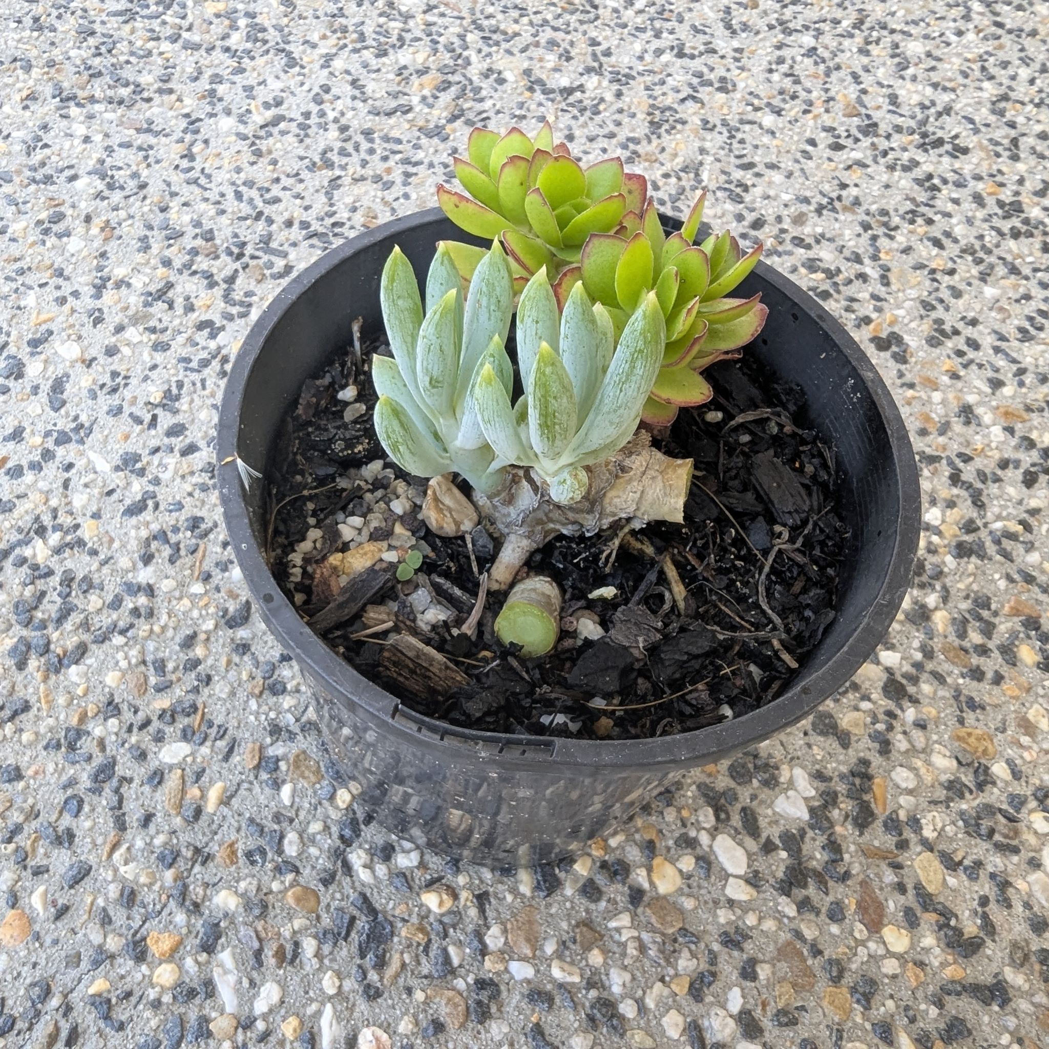 Photo of the plant species Blue Chalksticks by @FabMunsonsgrape named ChloroPhil on Greg, the plant care app