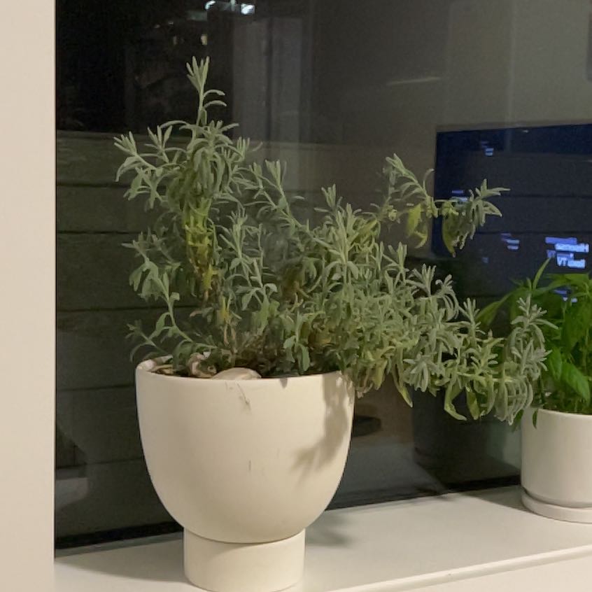 Photo of the plant species Goodwin Creek Lavender by @QuietCarobtree named Rainier on Greg, the plant care app