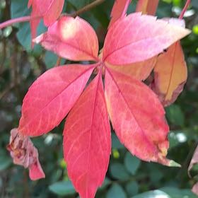 Photo of the plant species Virginia Creeper by @PragmaticChia named Sage on Greg, the plant care app