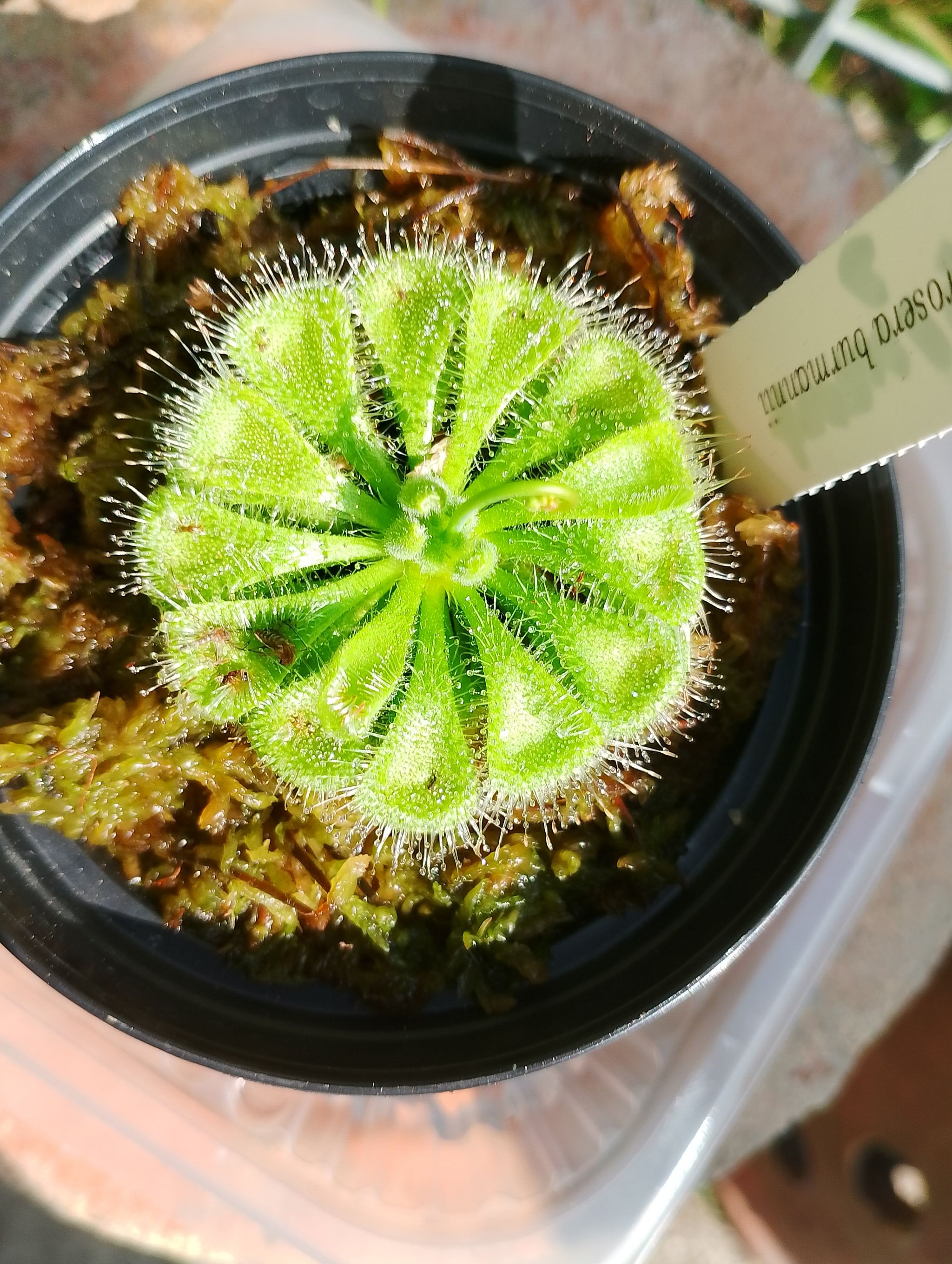 Photo of the plant species Pygmy Sundew by @IdolBastardsage named Ulysses S Plant on Greg, the plant care app