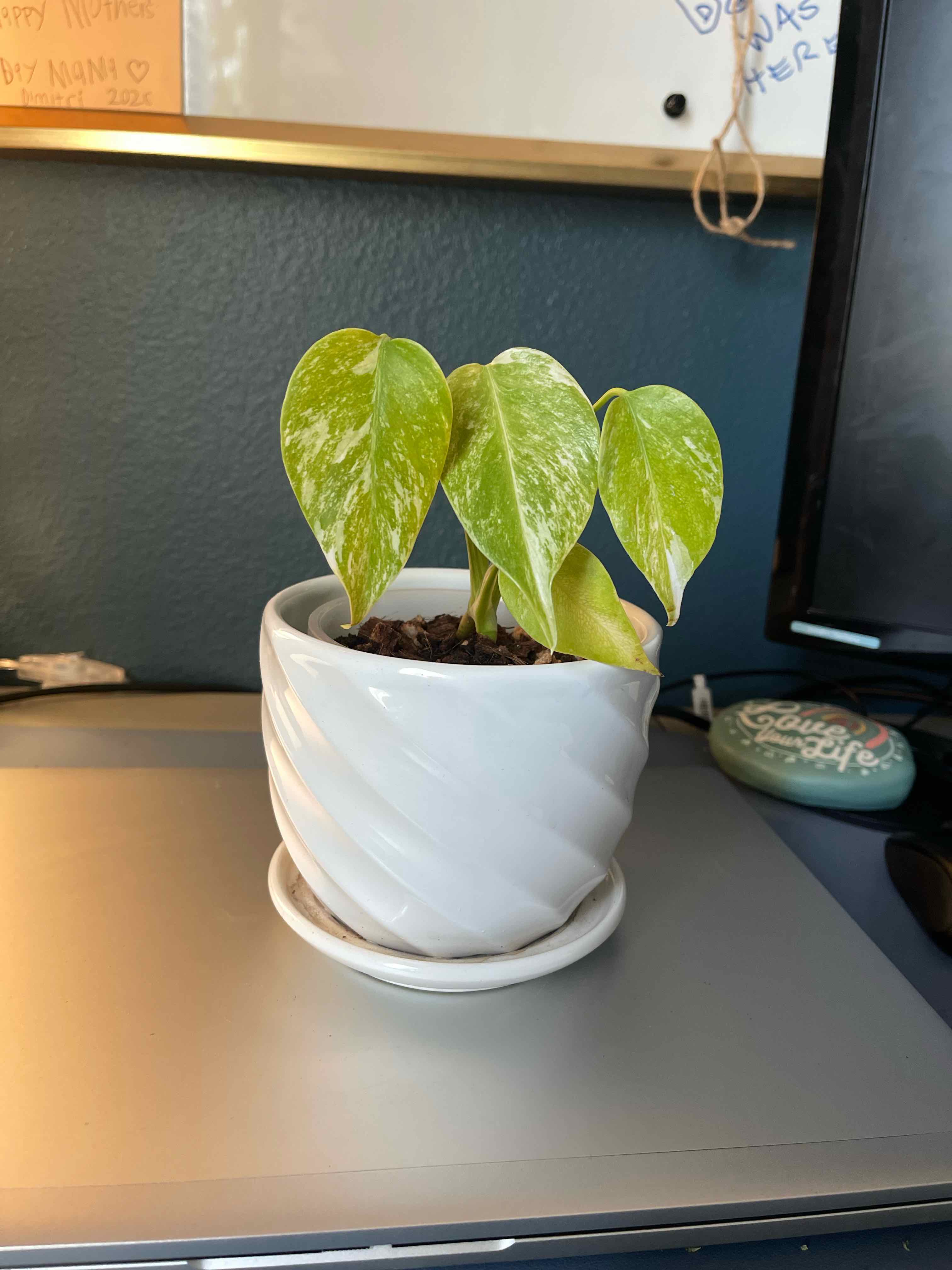 Photo of the plant species Monstera 'Albo Borsigiana' by @ShirleyWhirley named 1 Finally! on Greg, the plant care app