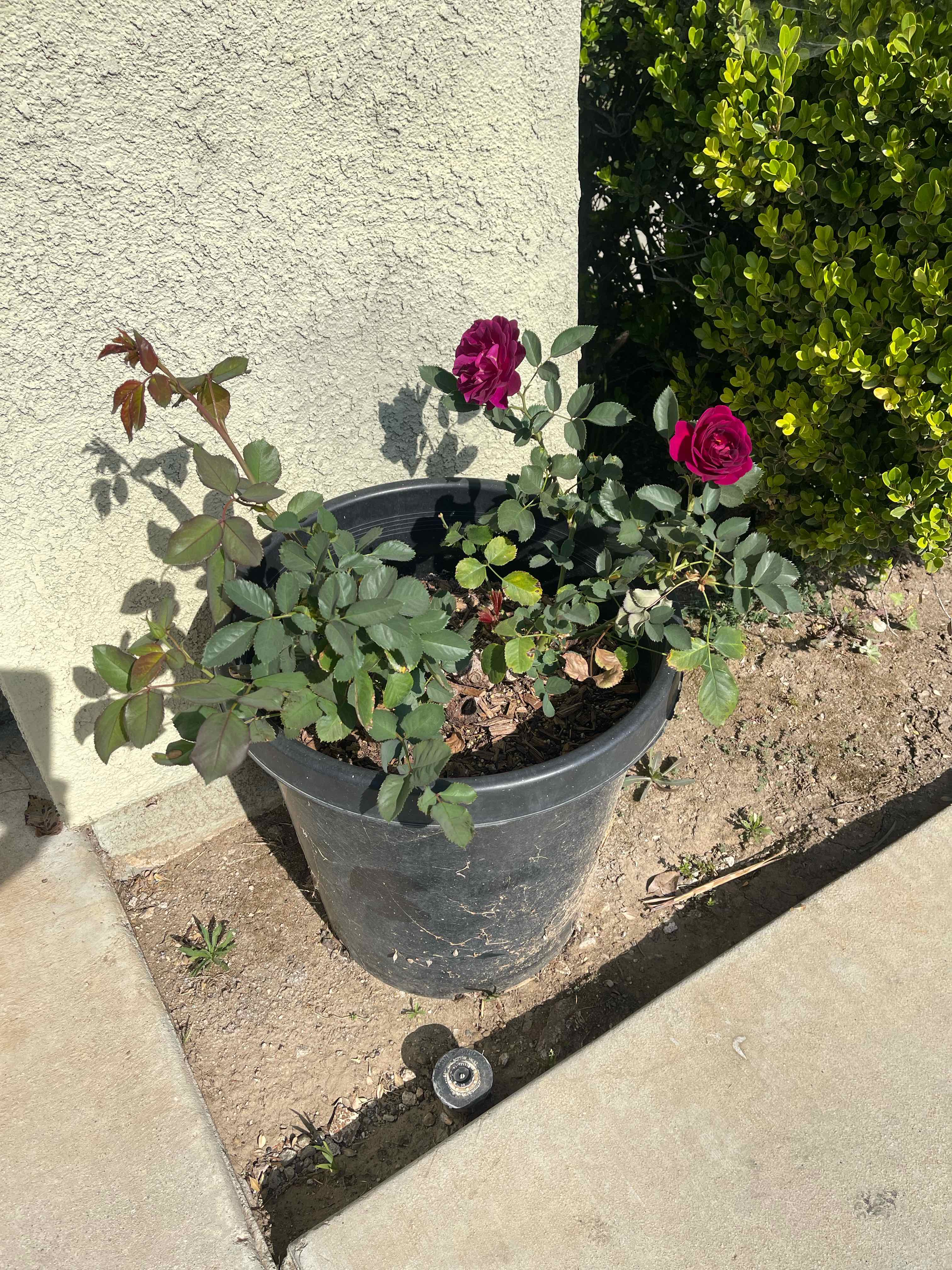 Photo of the plant species Ebb Tide Rose by @ShirleyWhirley named 4 Boo Boo on Greg, the plant care app