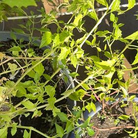 Photo of the plant species Tomatillo by @SavvySkyplant69 named Curie on Greg, the plant care app