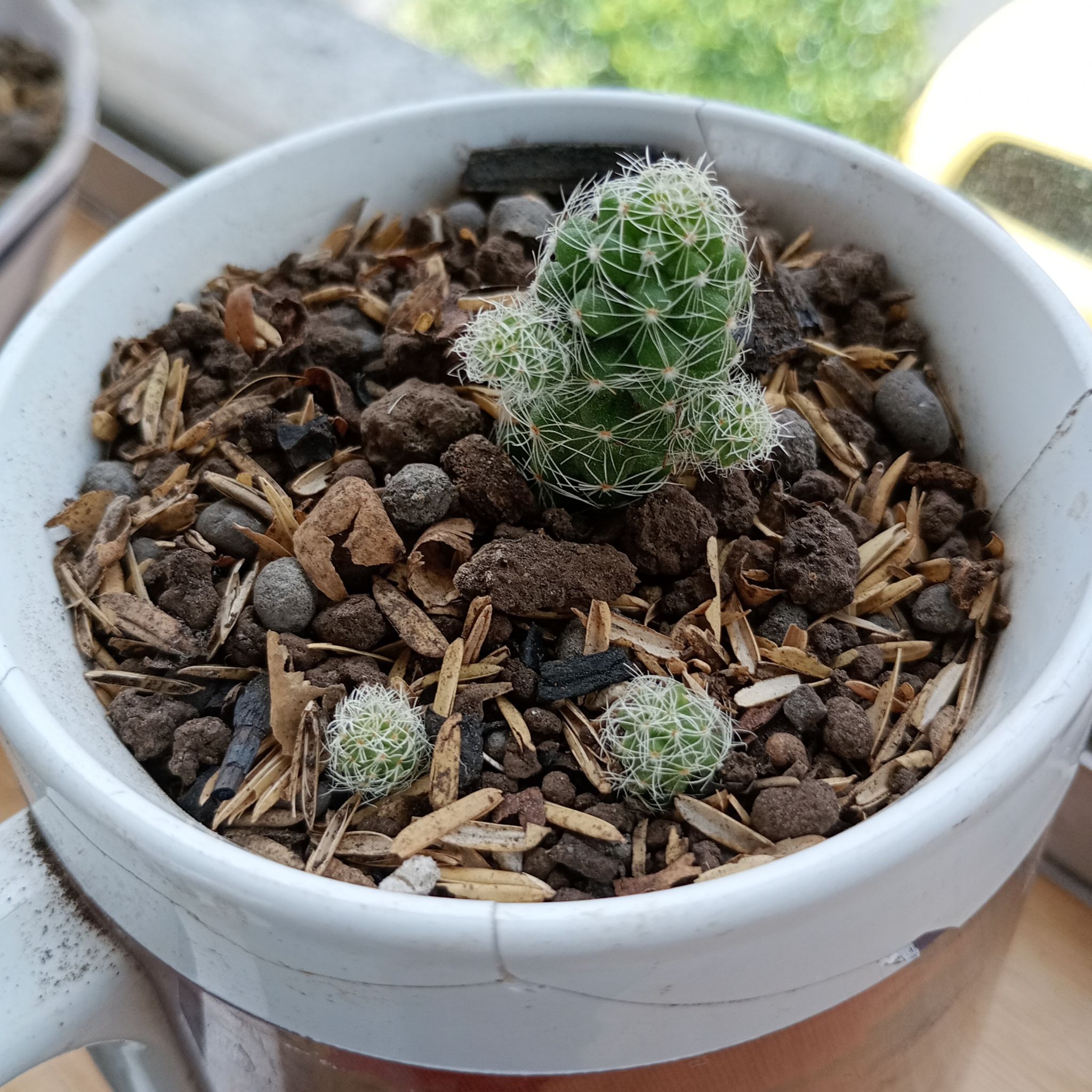 Photo of the plant species arizona snowcap by @sarahlarara named Maaa on Greg, the plant care app