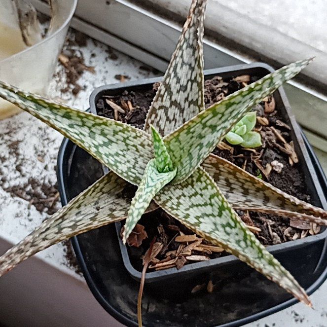 Photo of the plant species Aloe 'White Fox' by @sarahlarara named Lola on Greg, the plant care app