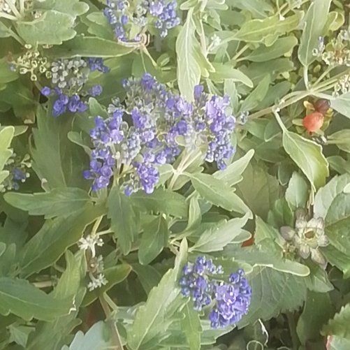 Photo of the plant species Blue Tansy by @UberCornishlily named Kardashian on Greg, the plant care app