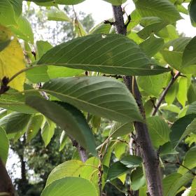Photo of the plant species Yoshino Cherry by @TitanicFern0 named Plato on Greg, the plant care app