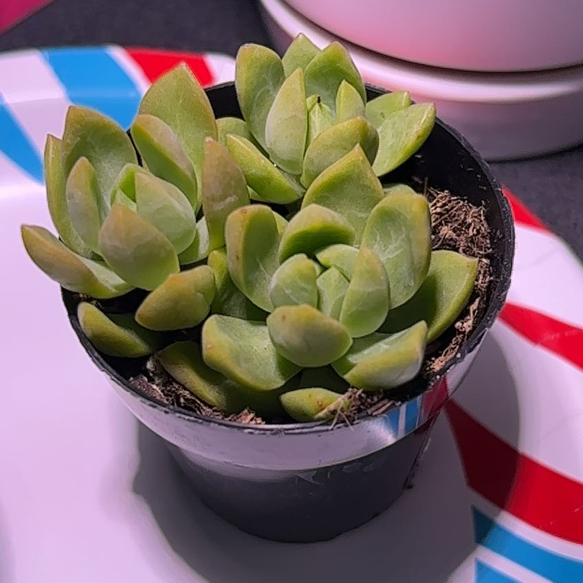Bob