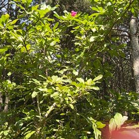 Photo of the plant species Western Azalea by @AssertiveKale named Bruce Lee on Greg, the plant care app