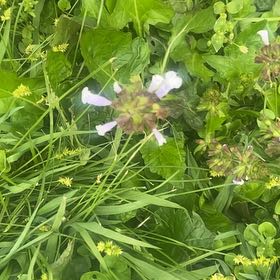 Photo of the plant species Lyre-Leaf Sage by @JocularChards99 named Fernie Mercury on Greg, the plant care app