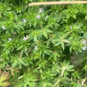 Photo of the plant species Blue Fieldmadder by @JocularChards99 named Michelle Branch on Greg, the plant care app