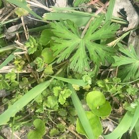 Photo of the plant species Carolina Crane's-Bill by @JocularChards99 named Nithin on Greg, the plant care app