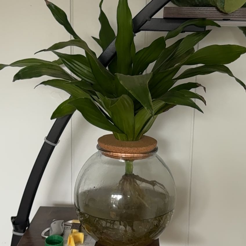 Photo of the plant species Assorted Dracaena by @Banx named Velma on Greg, the plant care app