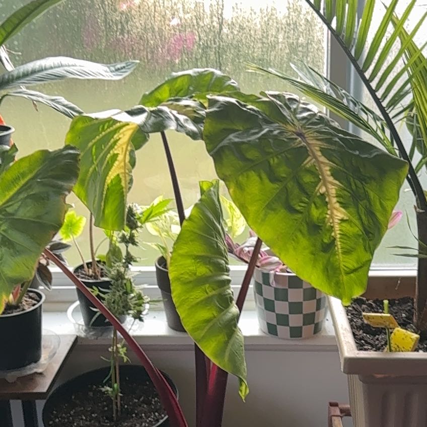 Photo of the plant species Colocasia Royal Hawaiian by @Banx named King Kamaehamaeha on Greg, the plant care app