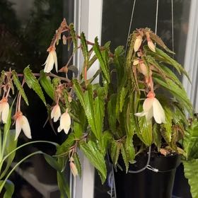 Photo of the plant species Begonia 'Bossa Nova® Pure White' by @Banx named Bruce Springsteen on Greg, the plant care app