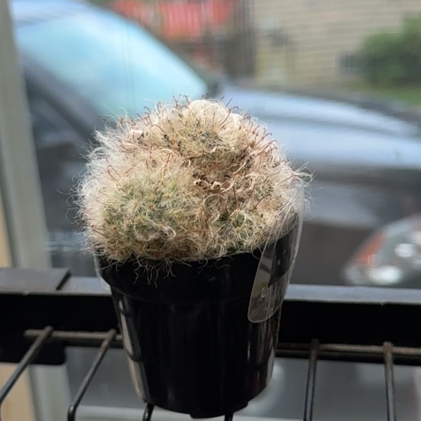 Photo of the plant species Powder Puff Cactus by @Banx named Critter on Greg, the plant care app