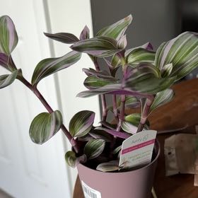 Photo of the plant species Tradescantia Bubblegum by @Banx named Fruit Stripe on Greg, the plant care app