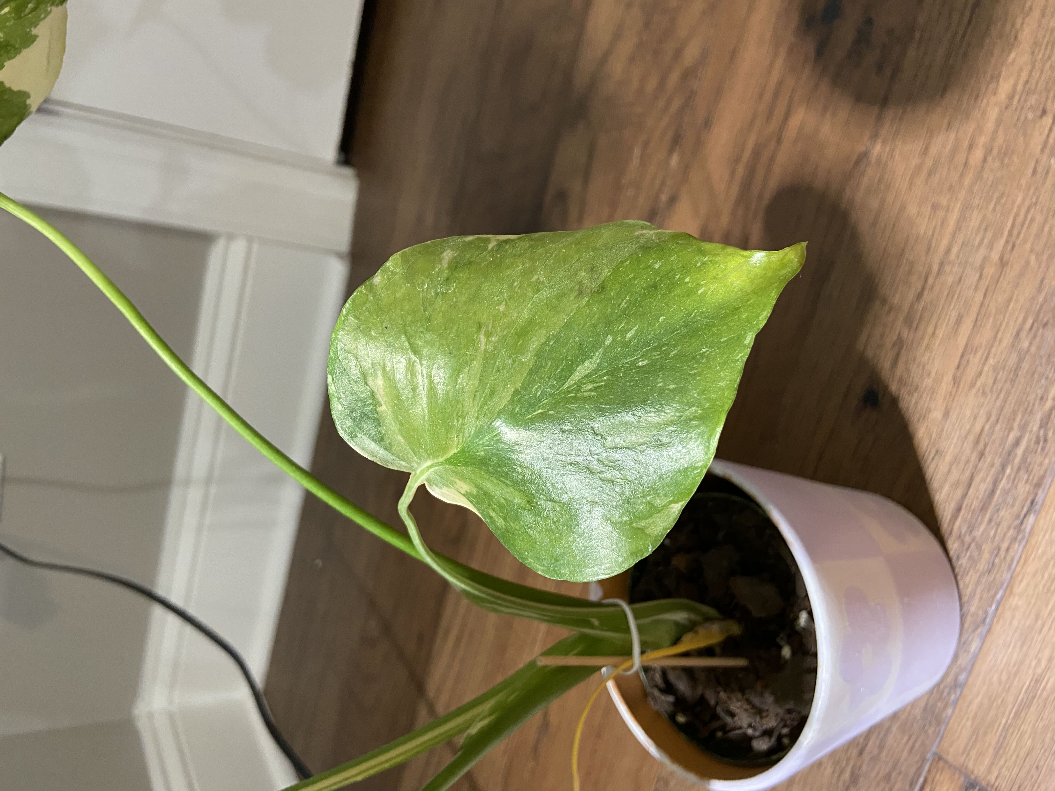 Translucent leaves?
