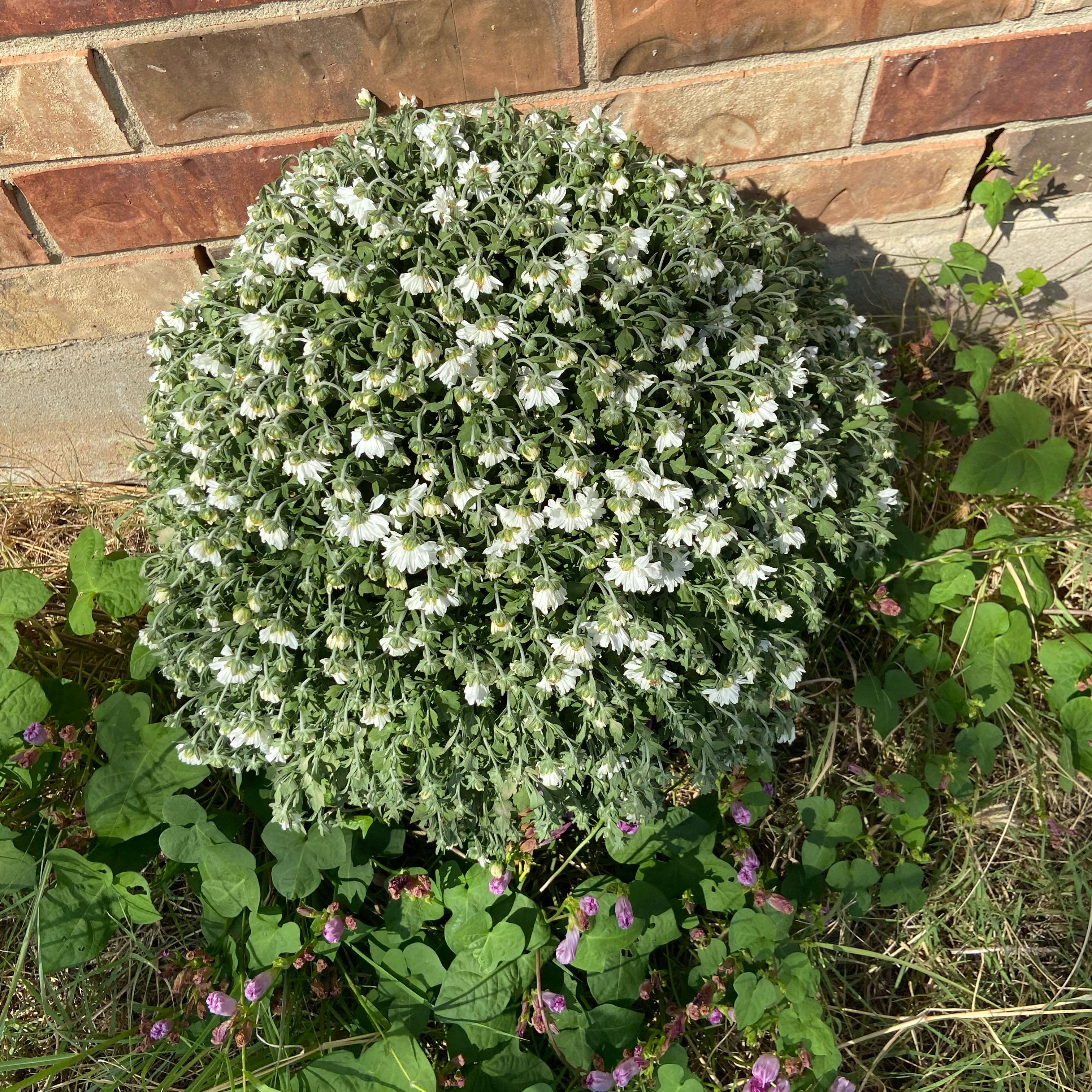 Photo of the plant species Garden Mum by @WinLovelygreen named Lola on Greg, the plant care app