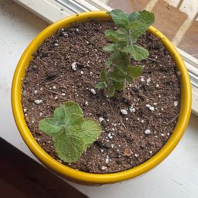 Photo of the plant species strawberry mint by @QueenSpearmint named Huckleberry Fern on Greg, the plant care app