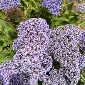 Photo of the plant species Perez's Sea Lavender by @HighDurangoroot named Taylor Swift on Greg, the plant care app