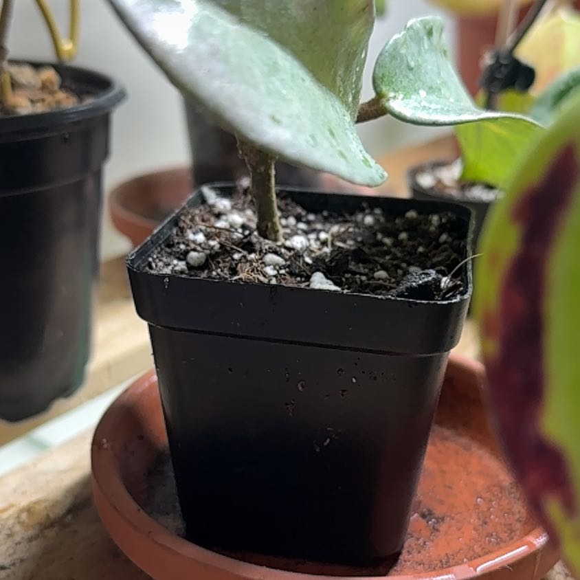 Photo of the plant species Hoya nova by @SagePurgingflax named Delilah on Greg, the plant care app