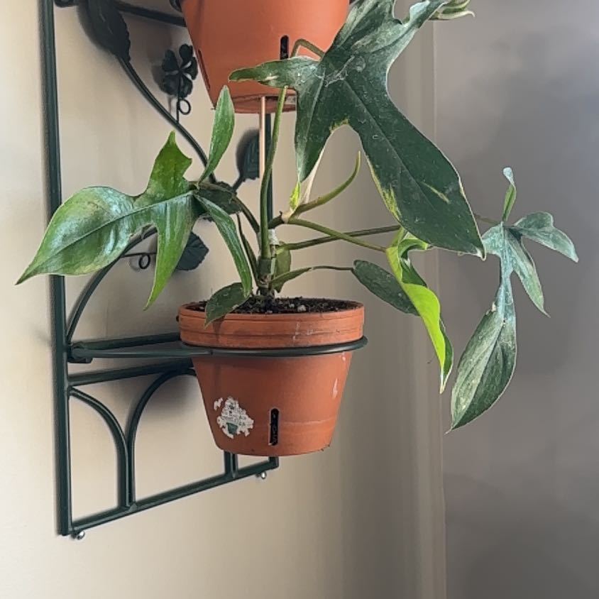 Photo of the plant species Philodendron x joepii by @SagePurgingflax named Zion on Greg, the plant care app