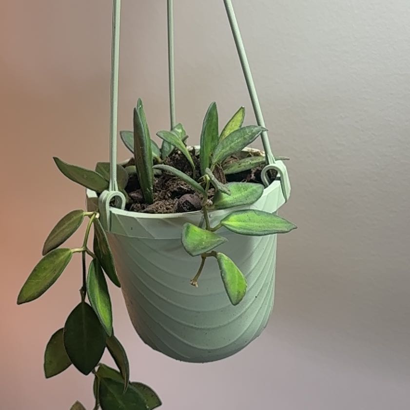 Photo of the plant species Hoya 'Burtoniae' by @SagePurgingflax named Leaf Erickson on Greg, the plant care app
