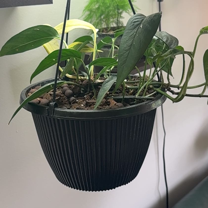 Photo of the plant species Pothos Albo by @SagePurgingflax named Elina on Greg, the plant care app