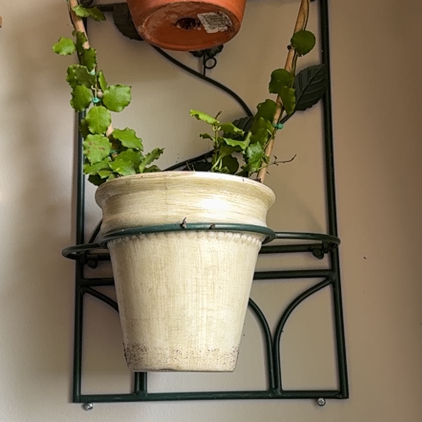 Photo of the plant species Hoya endauensis by @SagePurgingflax named Osmo on Greg, the plant care app