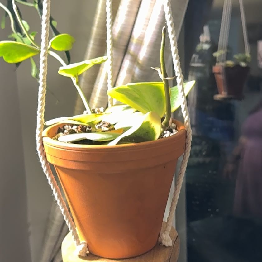 Photo of the plant species Variegated Heart Leaf Hoya by @SagePurgingflax named Kobe on Greg, the plant care app
