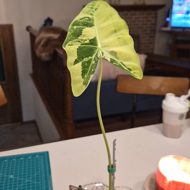 Photo of the plant species Alocasia Frydek by @GeniusCineraria named Luna on Greg, the plant care app