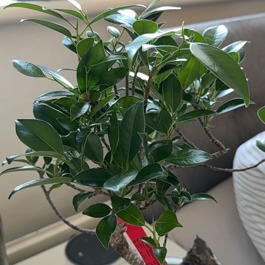 Photo of the plant species Ficus benguetensis by @SportDogviolet named Austen on Greg, the plant care app