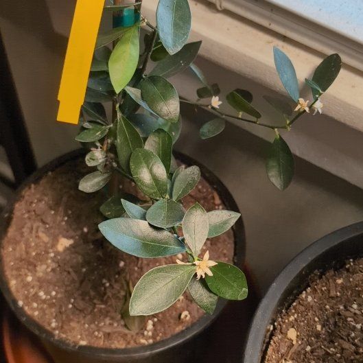 Photo of the plant species Callie Kumquat by @ExoticMuntingia named Kumqu on Greg, the plant care app