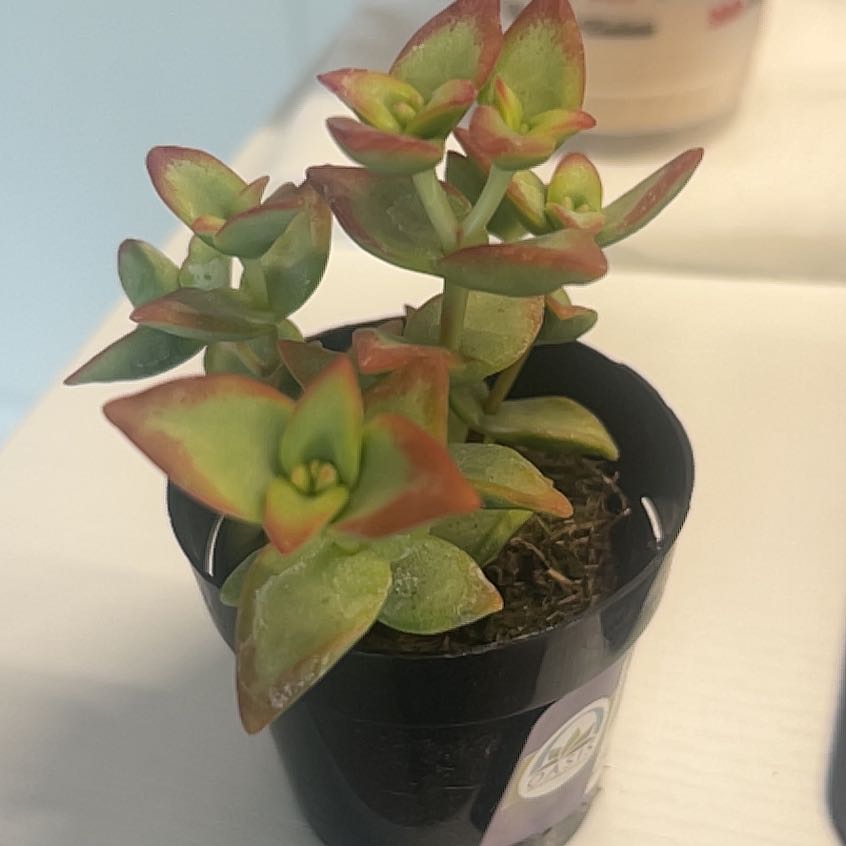 Photo of the plant species jade by @PoeticBlackgem named Jade on Greg, the plant care app