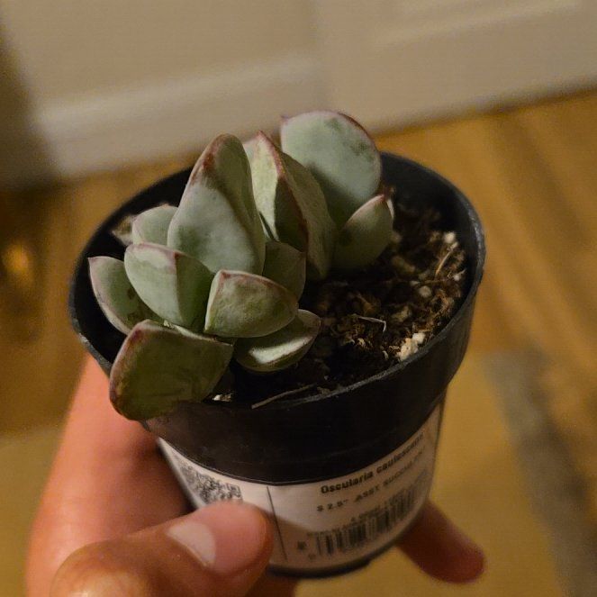 Photo of the plant species Oscularia caulescens by @UnbrokenPersia named Gobi on Greg, the plant care app