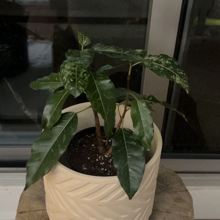 Photo of the plant species Variegated Clown Fig by @SportAmbrosina named Denali on Greg, the plant care app