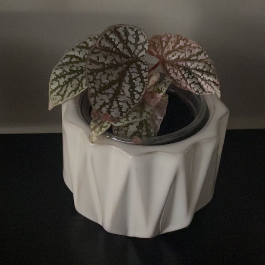 Photo of the plant species Snowcapped Begonia by @SportAmbrosina named Bella on Greg, the plant care app