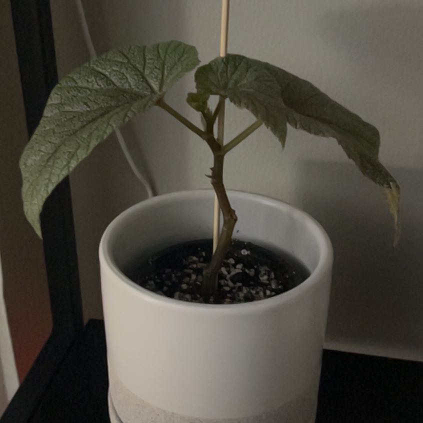 Photo of the plant species Begonia 'Sinbad' by @SportAmbrosina named Tolkien on Greg, the plant care app