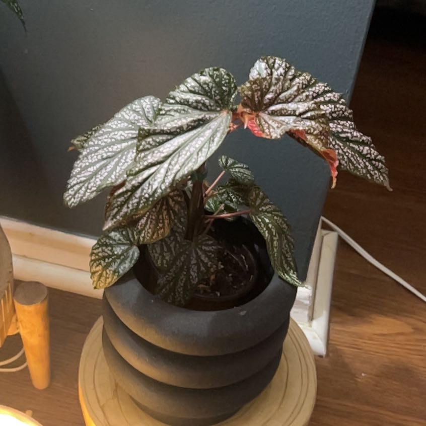 Photo of the plant species begonia rex hybrid by @SportAmbrosina named Hemingway on Greg, the plant care app
