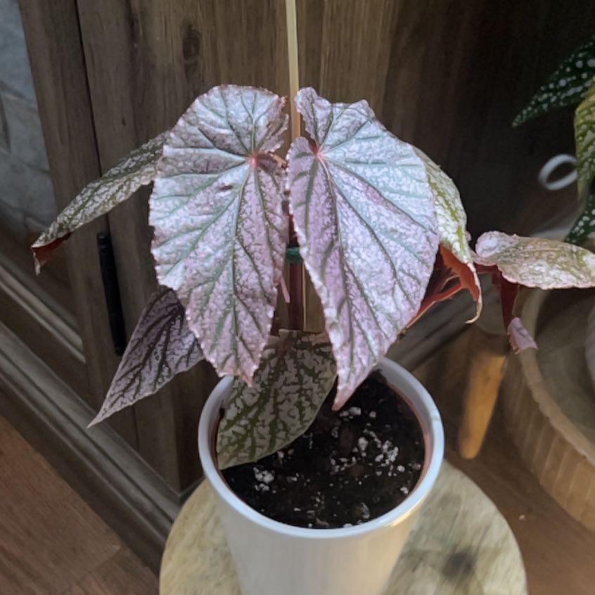 Photo of the plant species begonia rex hybrid by @SportAmbrosina named James Dean on Greg, the plant care app