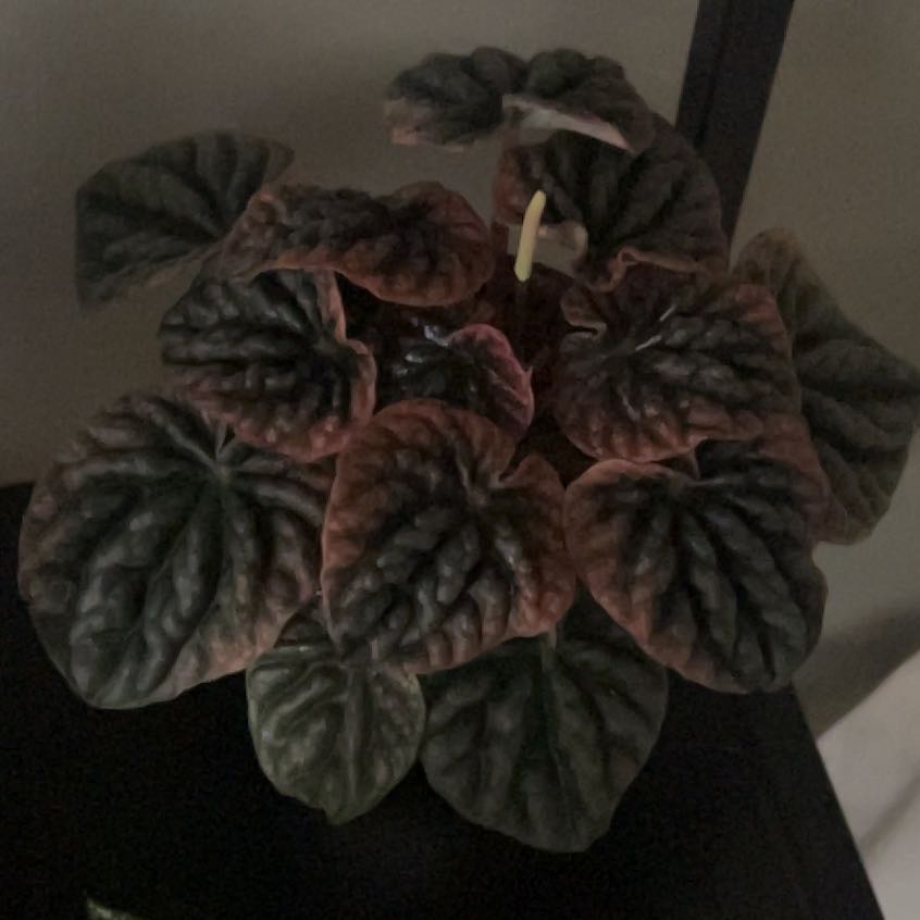 Photo of the plant species Peperomia Abricos by @SportAmbrosina named Marley on Greg, the plant care app
