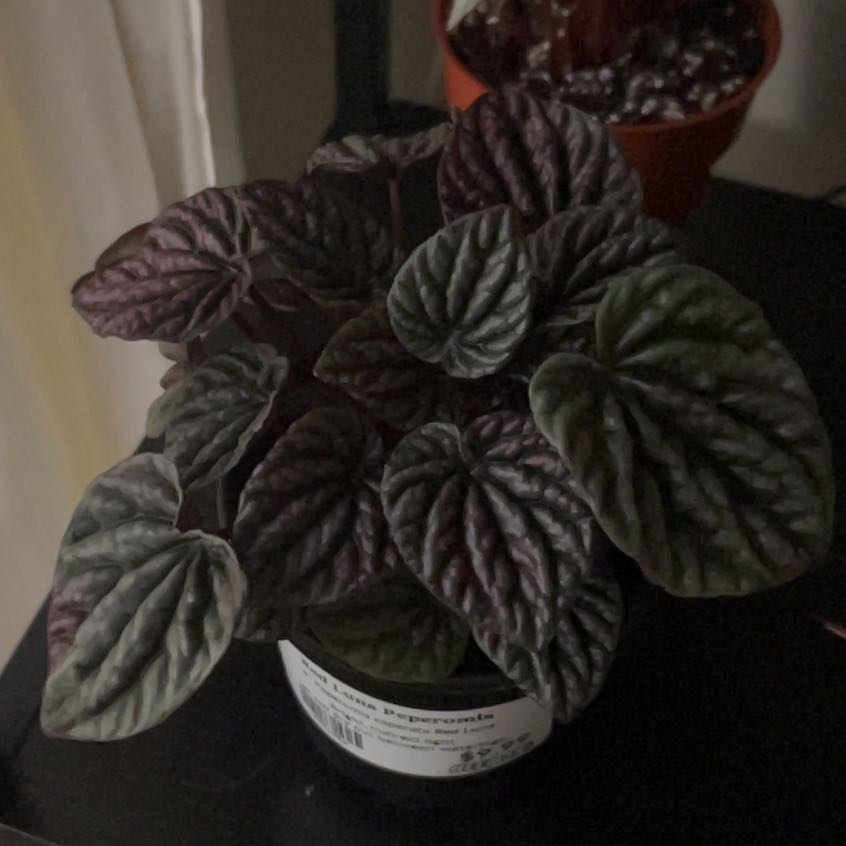 Photo of the plant species Red Luna Peperomia by @SportAmbrosina named Orwell on Greg, the plant care app