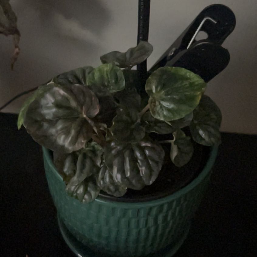 Photo of the plant species Peperomia Pink Lady by @SportAmbrosina named Austen on Greg, the plant care app