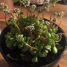 Photo of the plant species Red Carpet Crassula by @VipMint90 named Planty on Greg, the plant care app