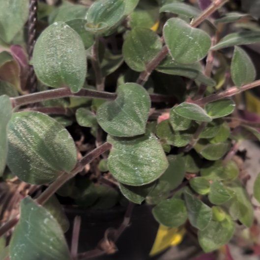 Photo of the plant species Tradescantia 'Maiden's Blush' by @BeneficIceplant named ChloroPhil on Greg, the plant care app
