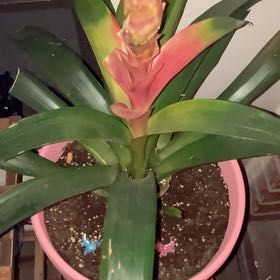 Photo of the plant species Scarlet Star by @SavvyAutumnfern named Abigail Miller on Greg, the plant care app